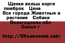 Щенки вельш корги пемброк › Цена ­ 70 000 - Все города Животные и растения » Собаки   . Вологодская обл.,Сокол г.
